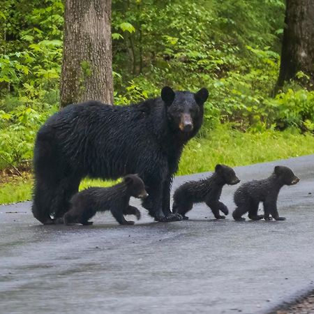Lazy Bear Lodge, Hot Tub, Resort Pool, Wifi, 1089 Free Tickets Each Paid Day, Dollywood And More 蓋特林堡 外观 照片